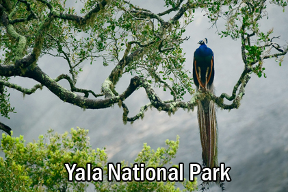 SERANDIB ISLAND-Yala National Park